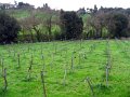 Fiesole Country Views-13